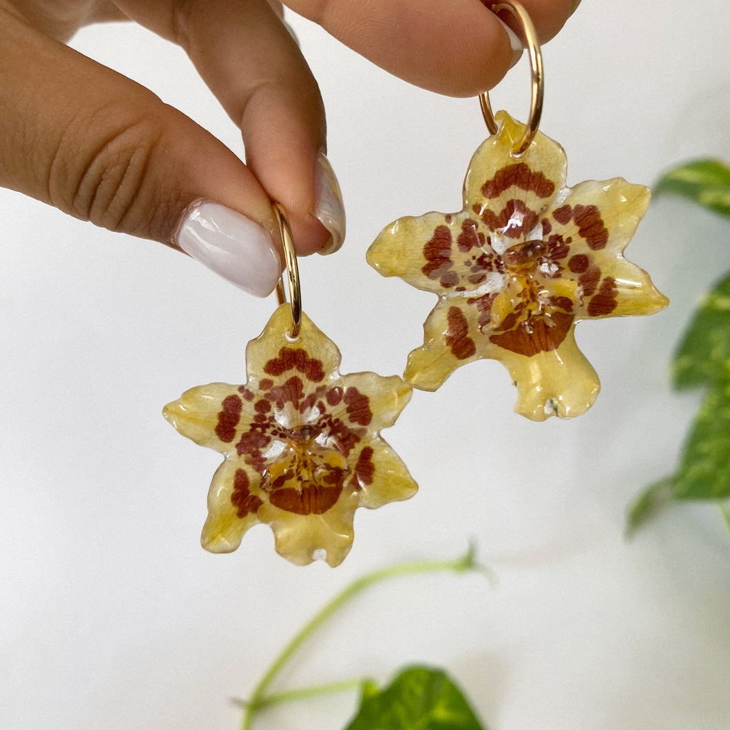 Dancing Lady Orchid